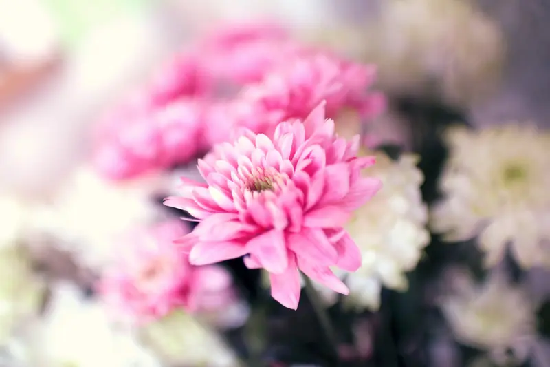 Rosa Chrysanthemenblüte in Nahaufnahme.