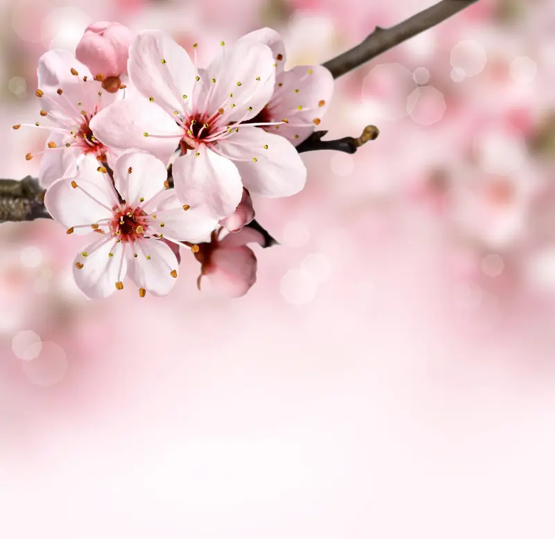 Zweig mit hellrosa Kirschblüten im Frühling.