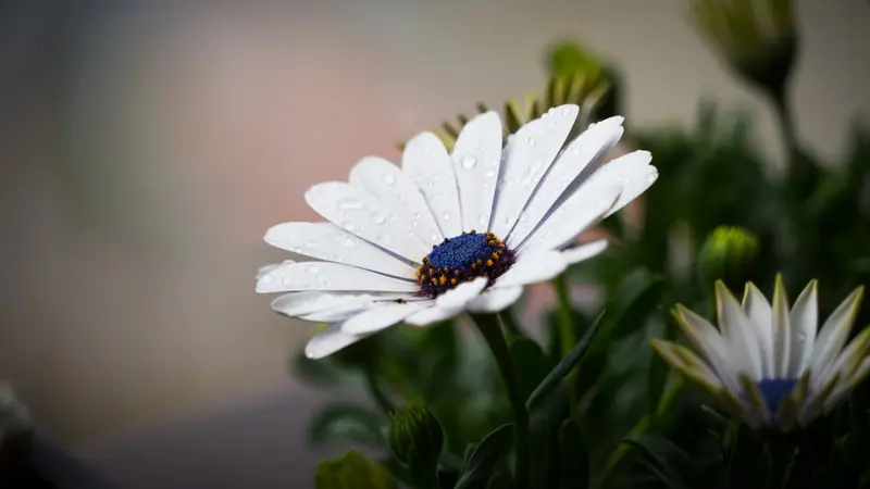 Weiße Margeritenblüten mit Regentropfen im Beet.