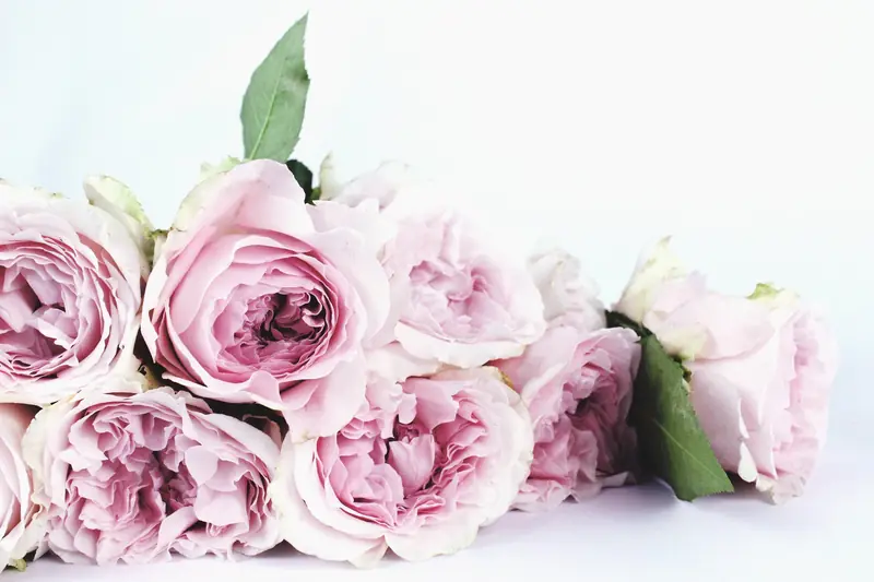 Rosa Rosenblüten dicht nebeneinander auf hellem Untergrund.