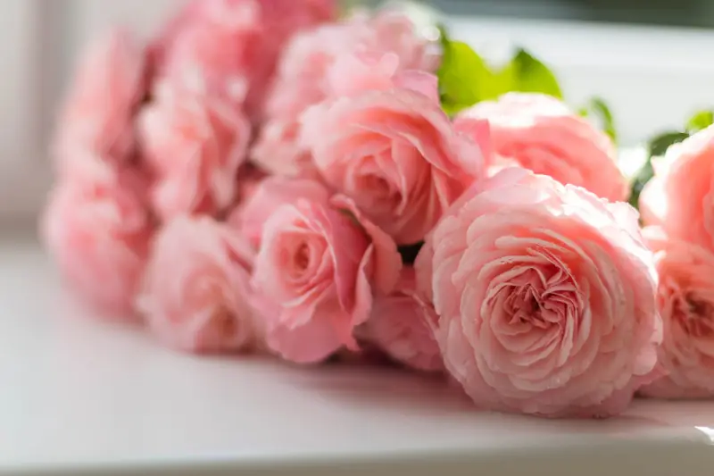 Strauß zartrosa Rosen in Nahaufnahme.