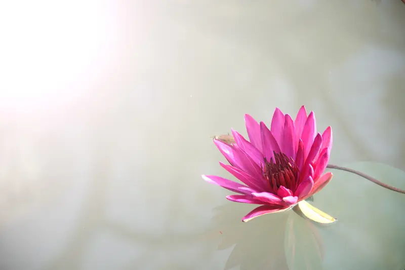 Pinkfarbene Seerosenblüte auf ruhiger Wasserfläche.