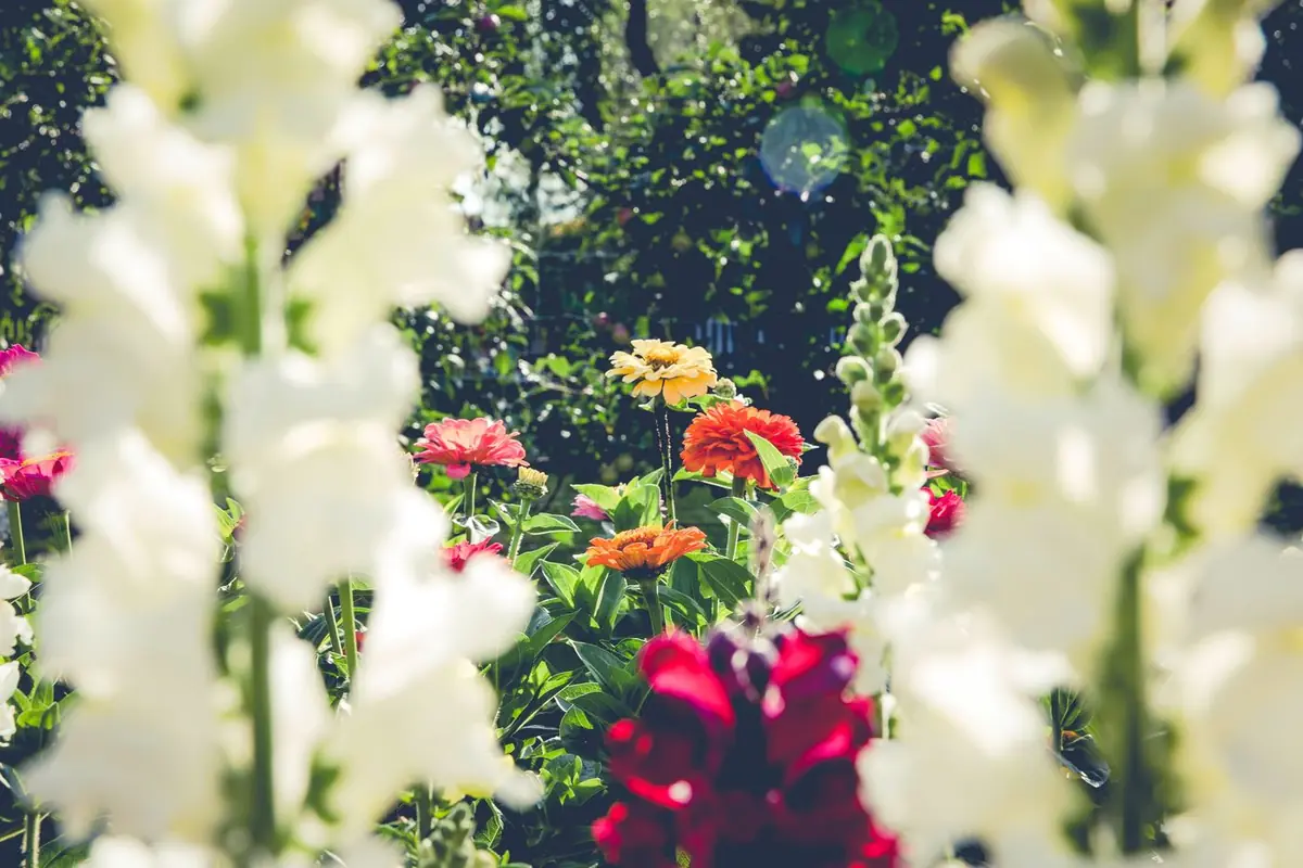 Dicht bepflanztes Sommerbeet mit weißen Löwenmäulchen und roten Zinnien.