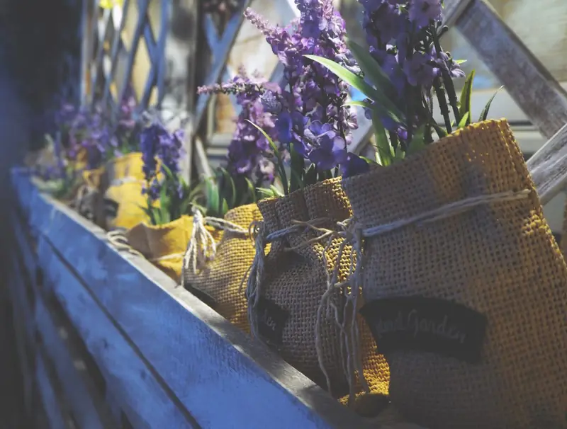 Vorgezogene Pflanzen mit Jutewurzelballen, Lavendel und Gartenhandschuhe auf einer blauen Holzbank.