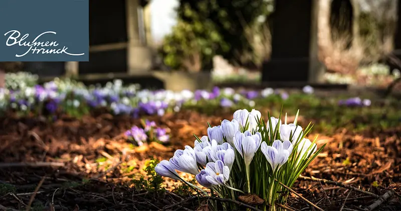 Weiße und violette Krokusse von Blumen Strunck aus Köln blühen auf einem Friedhof zwischen Grabsteinen im Sonnenlicht.